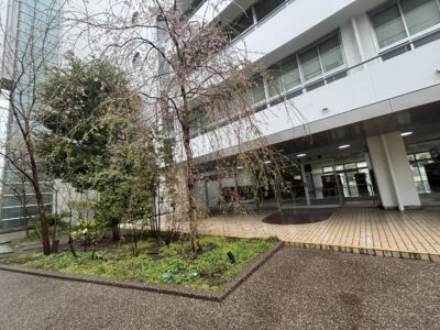 昭和女子大学附属昭和小学校に祝電を届けてまいりました。（2026年春）